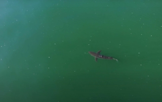 Great White Shark Spotting in Dana Point